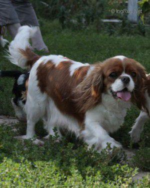 FLUFFYHAPPINESS GVENDELIN