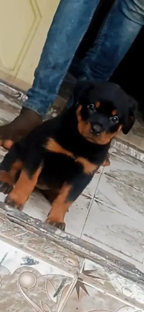 Bella vom HBkennels