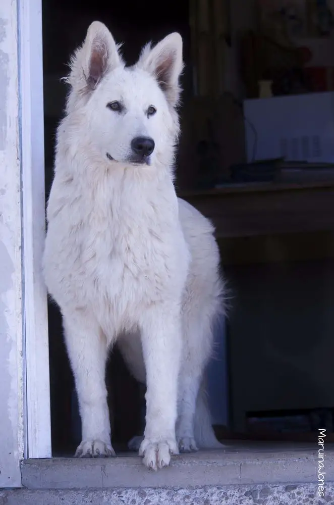WARRIOR MIKASA Mountain Wolves
