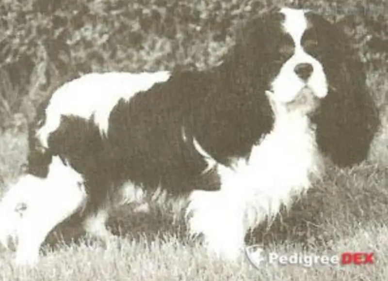 LENON DE LA FIEFFE AU SONGEUR
