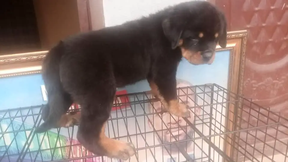 Mercury vom AB kennel