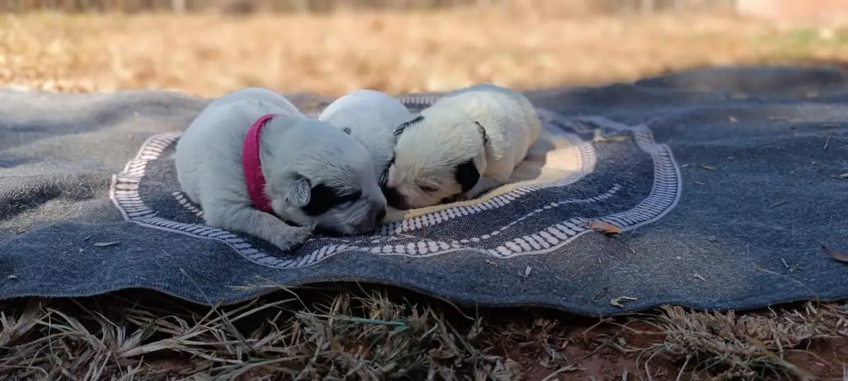 KEFERA E DJIN HEELER SELIVON