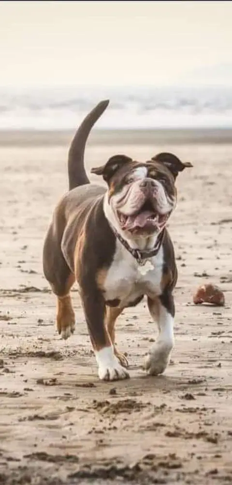Bettyboo