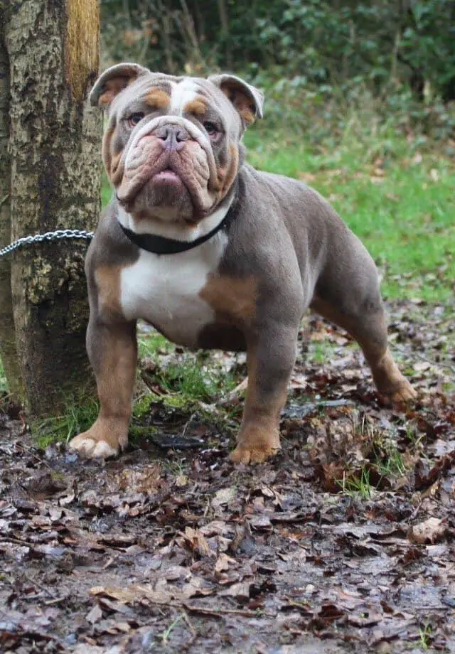 Wmb’s Brucey Boy
