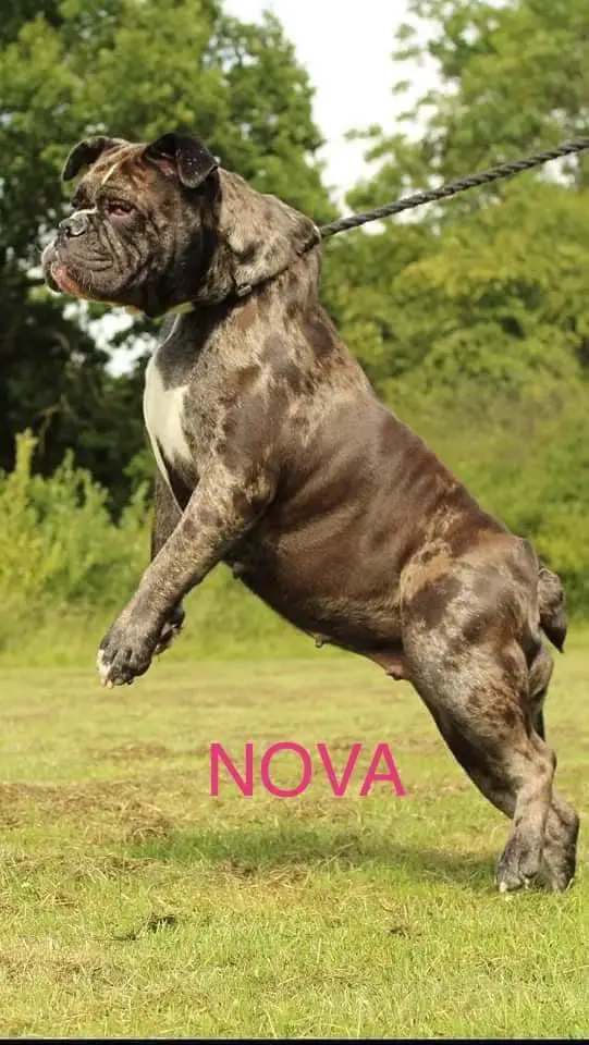 Wmb’s Nova