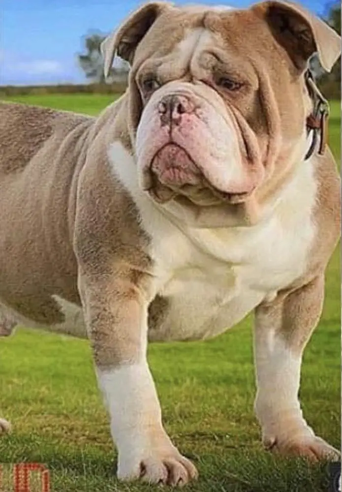Yorkshire Bullyz Pablo Escobar
