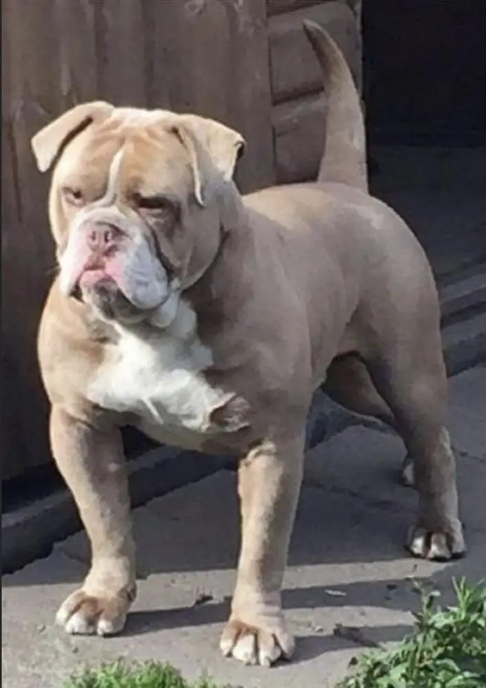 BigBonedBully’s Levi of Hojas Bullies