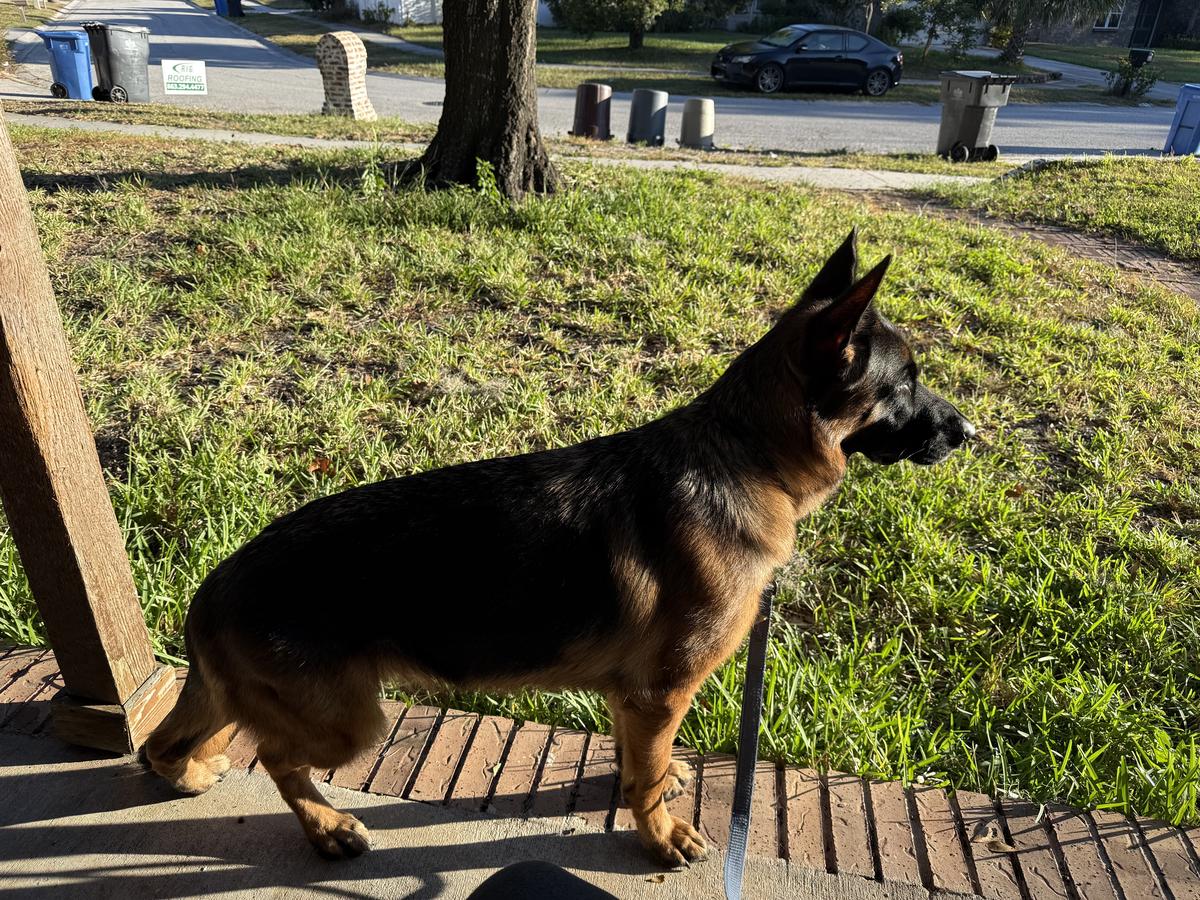 Inaya Vom Weidenhaus