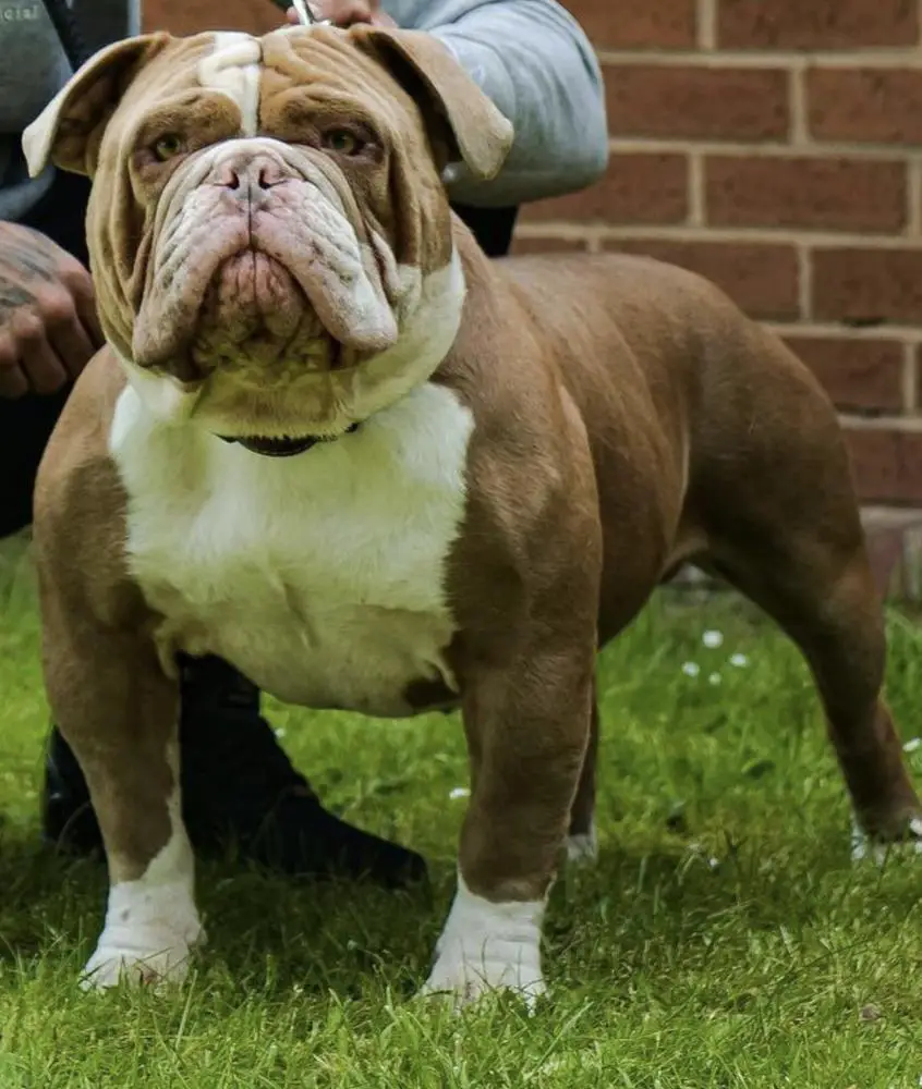 Raw Bullyz Shelby @BlackJackBullzz