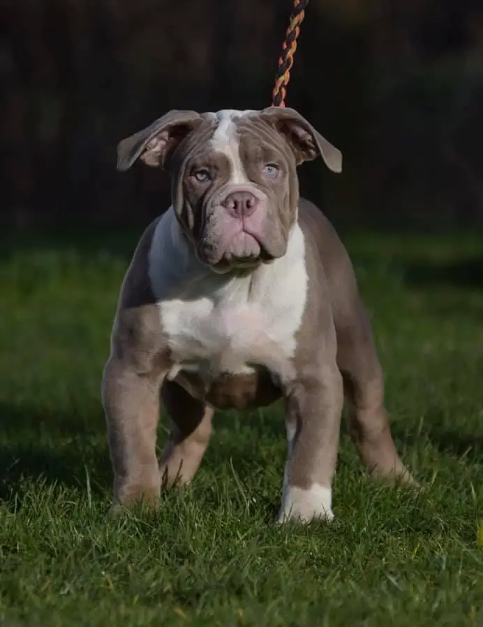 Bullguard Memo