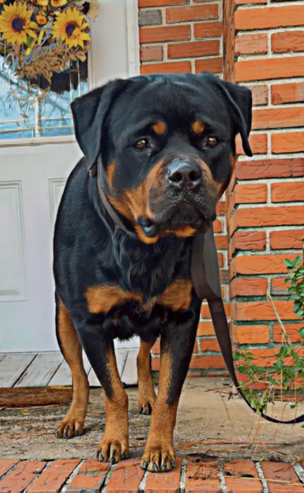 SMITHMASTER'S ROCSI WIEDER ZURÃCK