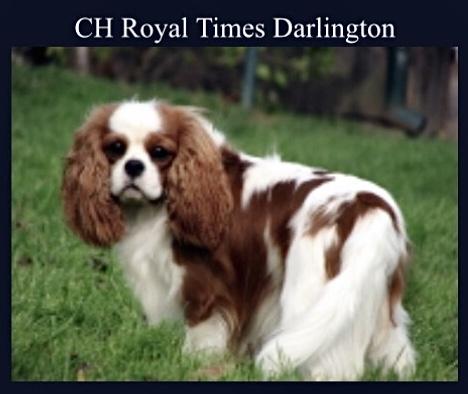 ROYAL TIMES DARLINGTON