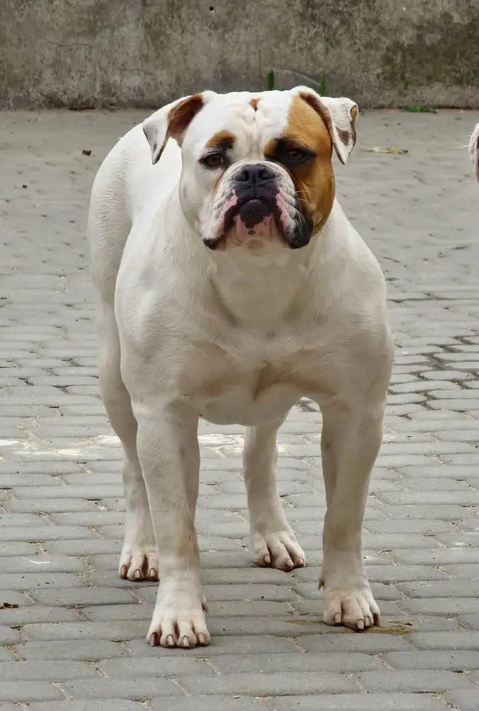 Tegerabulls Giria