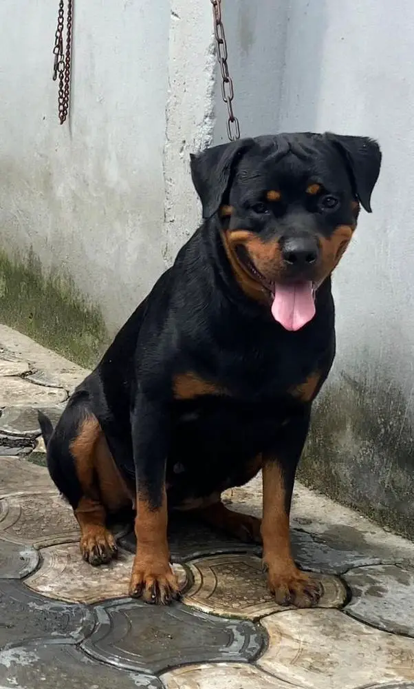 Xandi of Stanley kennels