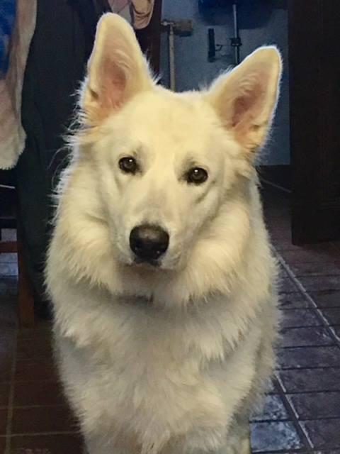 Thorgal du Champ Del Croix