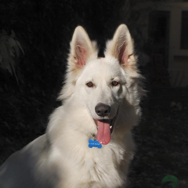 Lumi du Champ Del Croix