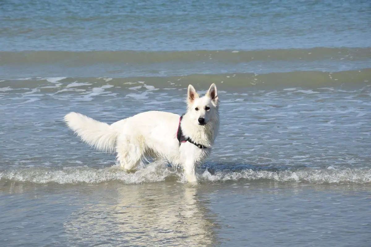 Yuki du Champ Del Croix