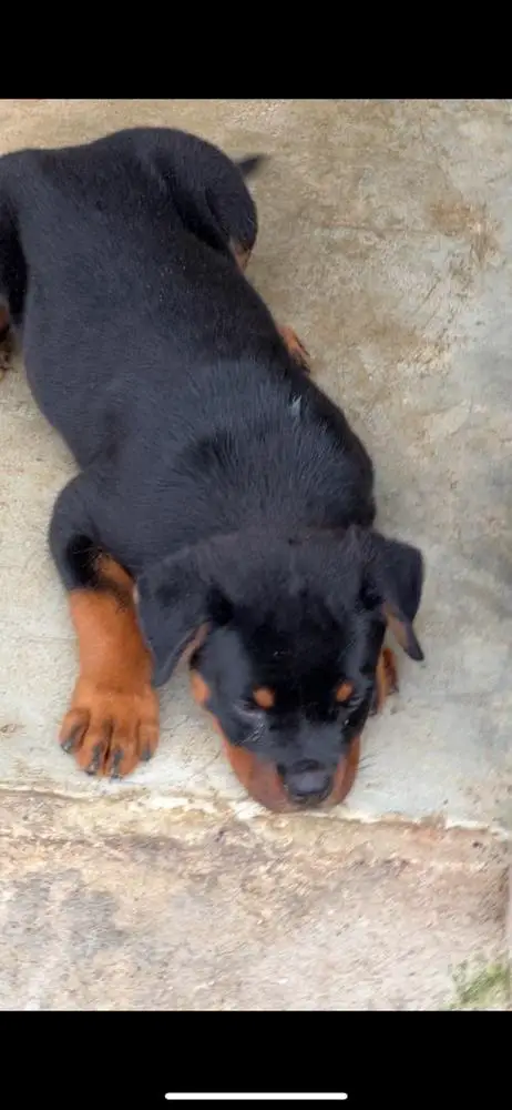 Bambi of Libra kennels