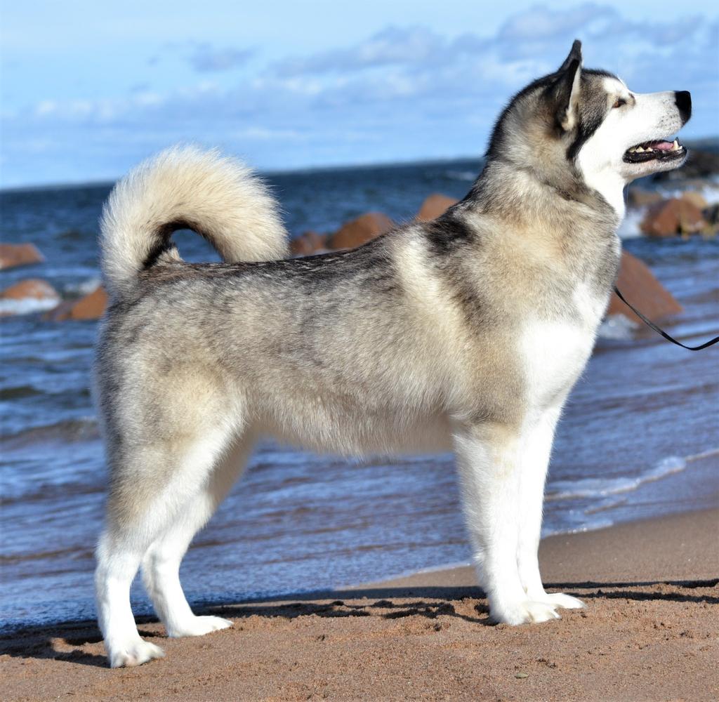 Payok Borealis Baribal Bear
