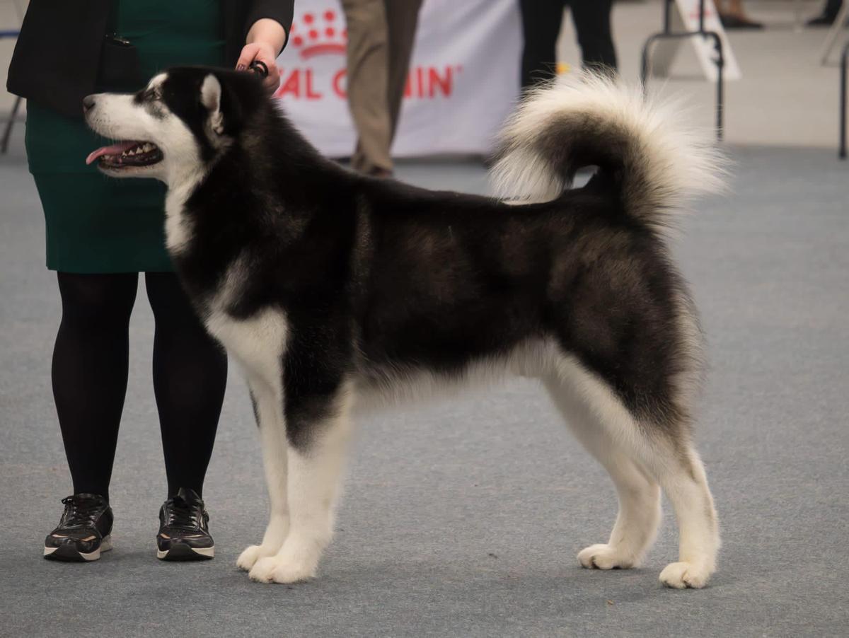 Payok Borealis Black Balou