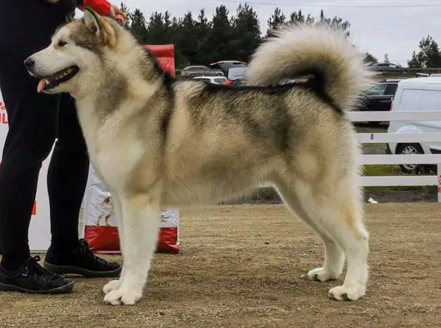 Payok Borealis Silver Echo