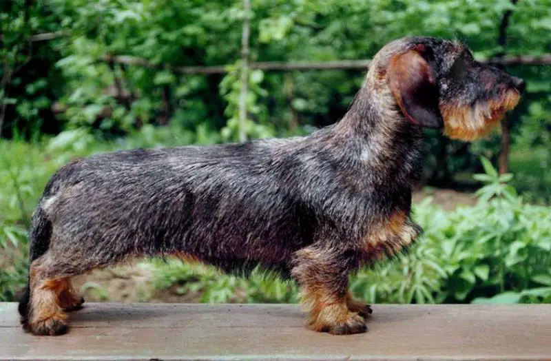LARING`S BROWN SORELL