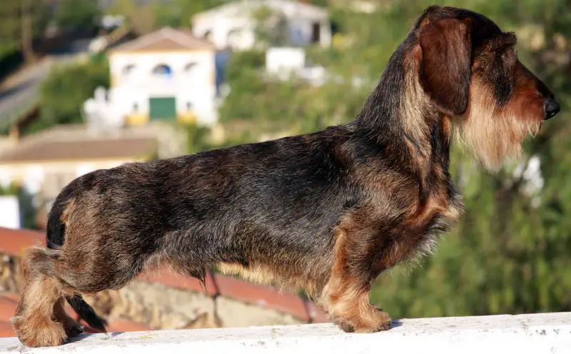 ALPHERATZ ALTEZZA DEL SUONO