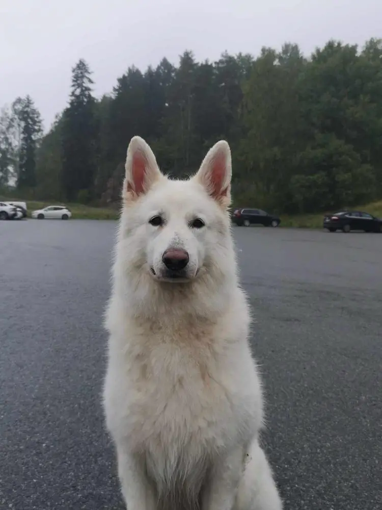 Buck of White Wolf Dream