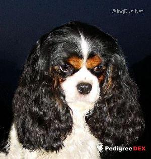 HAPPY HOMELIVE'S VAIT VAN PETER