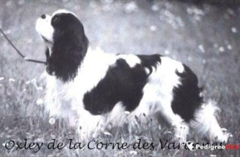 OXLEY DE LA CORNE DES VARENNES