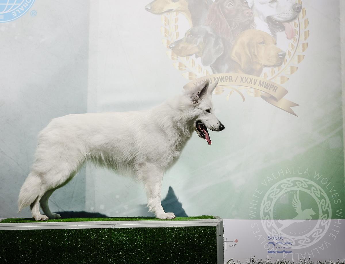 BIFROST of White Valhalla Wolves