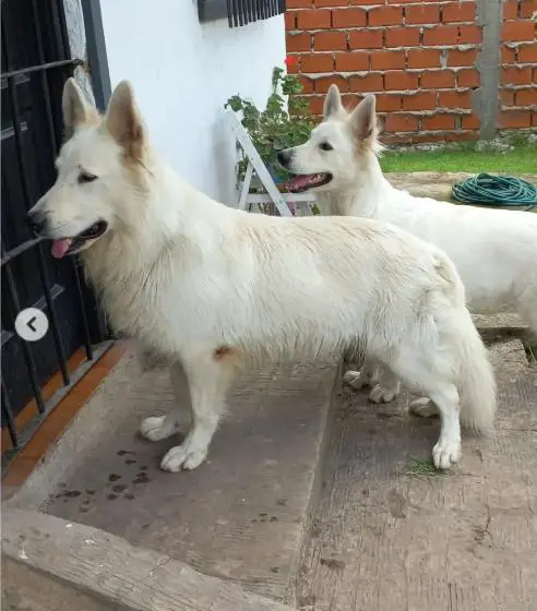 DALI Blancos del Sur