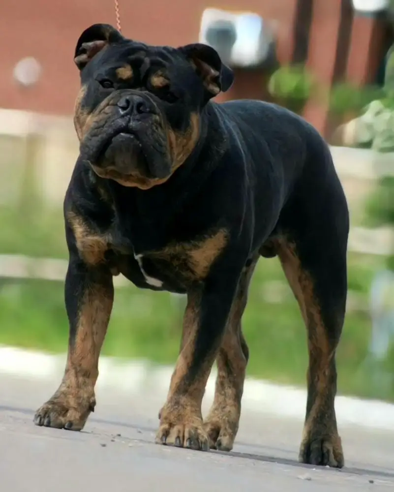 Ace and Spades Bullz Mr. Flumpy aka Ace
