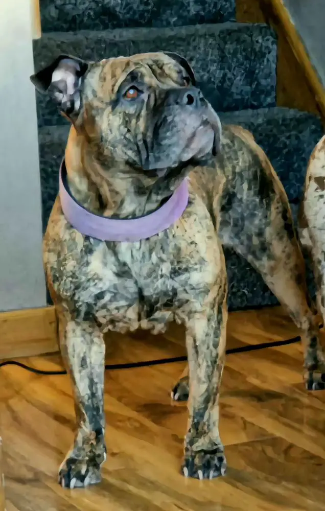 Manchesters' Dottie