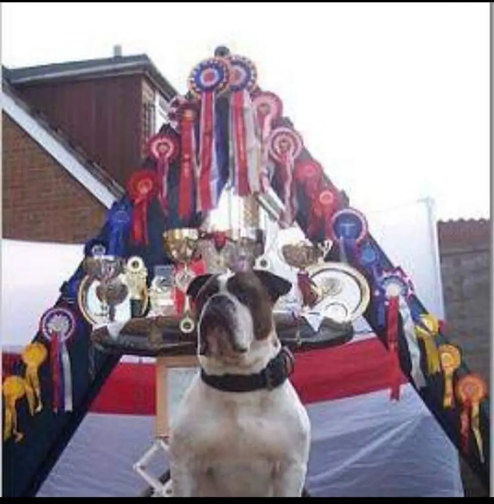 Mastinis' Sir Alf Ramsey