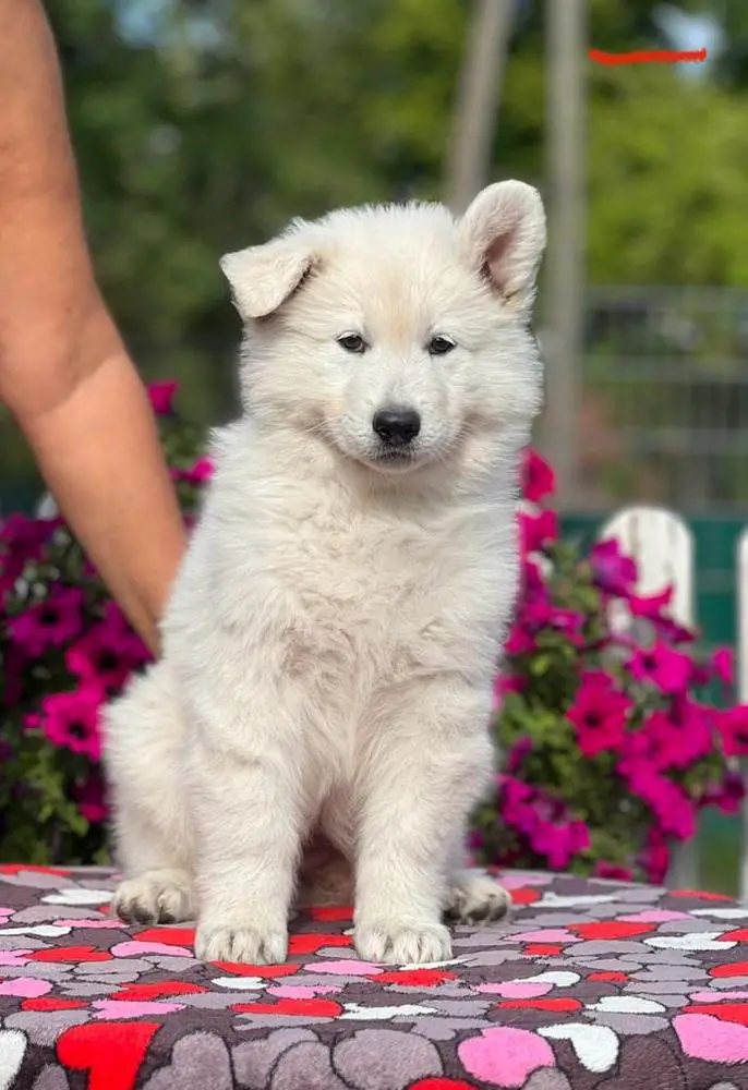 Quickstep vom Sutumer Grund (Ahlitah Quest kennel)
