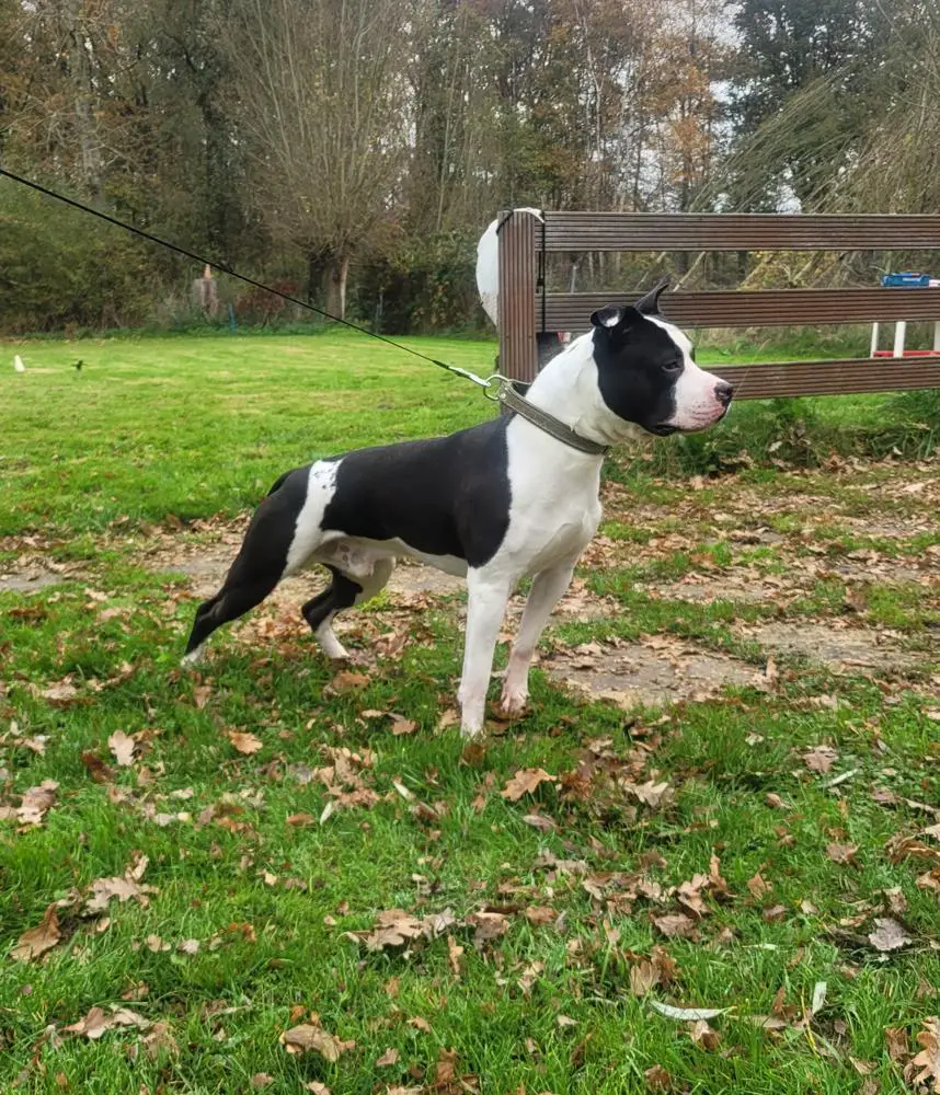 Spoiled Ricky From The Southern Stables