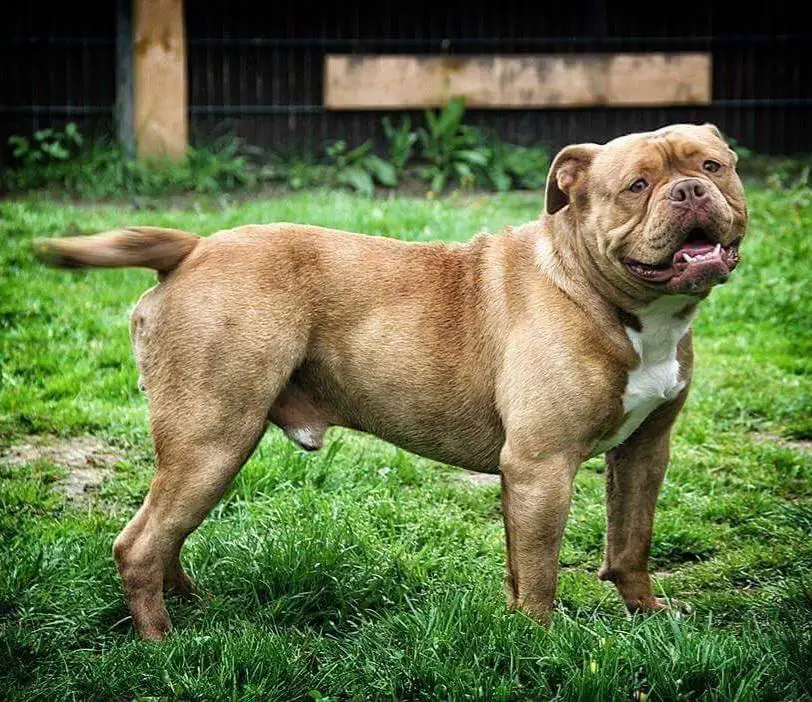 Celticbulls Adair