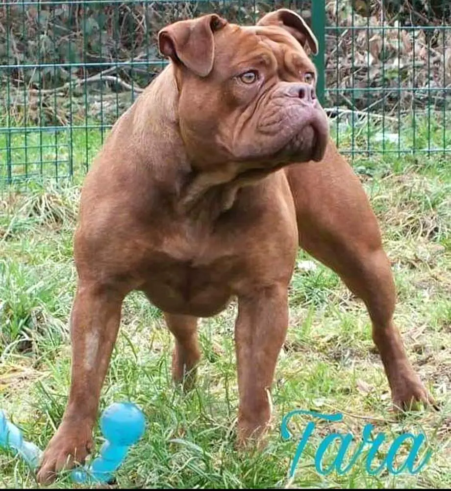 Steelpowerbulls Tara