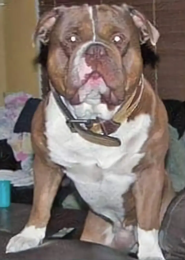 Gargoyle's/Guardian's Boss Hoss