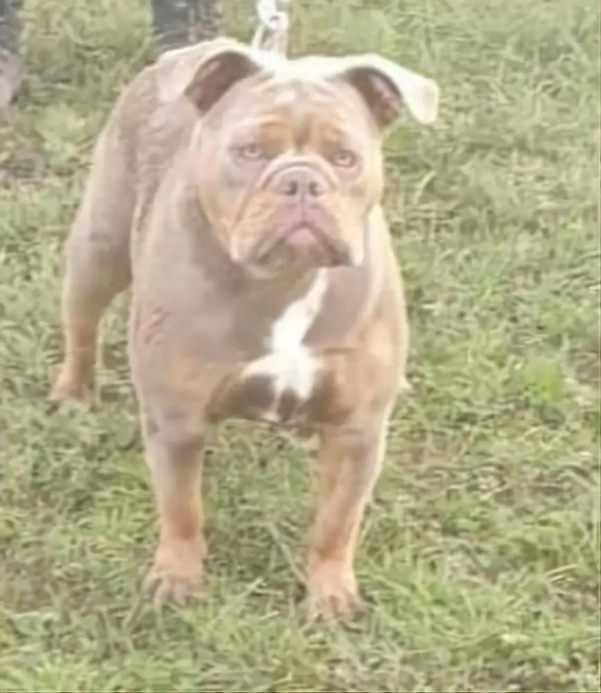 G-Line Bullyz Venezuela @ Fury Bullz