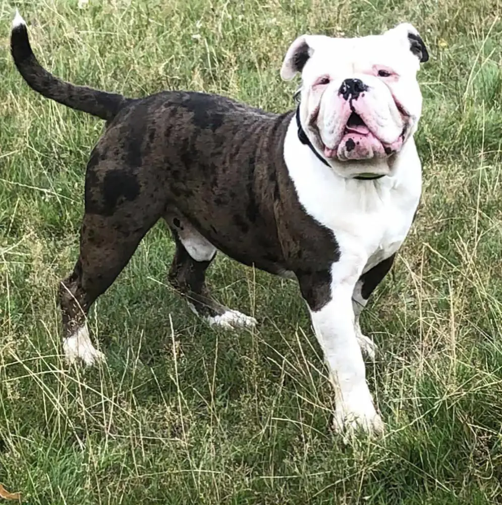 Raw Bullyz Handsome Hewson