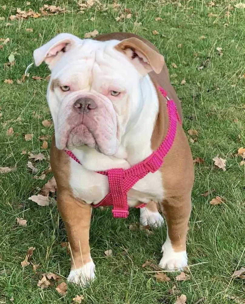 Raw Bullyz Trixie @ Trixie Bullz