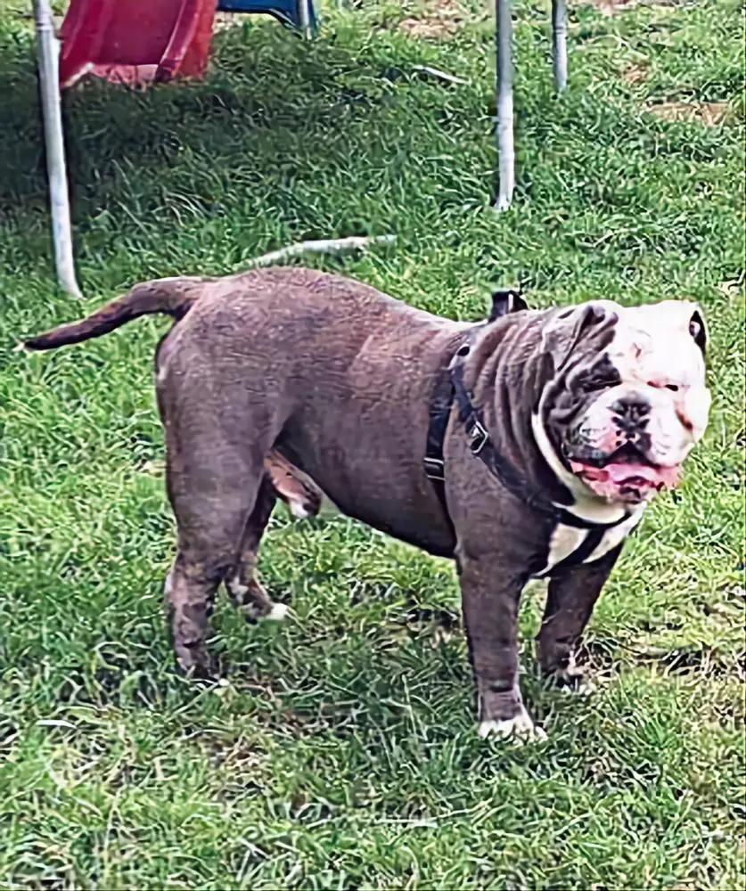 Oldnall Bullyz Titan