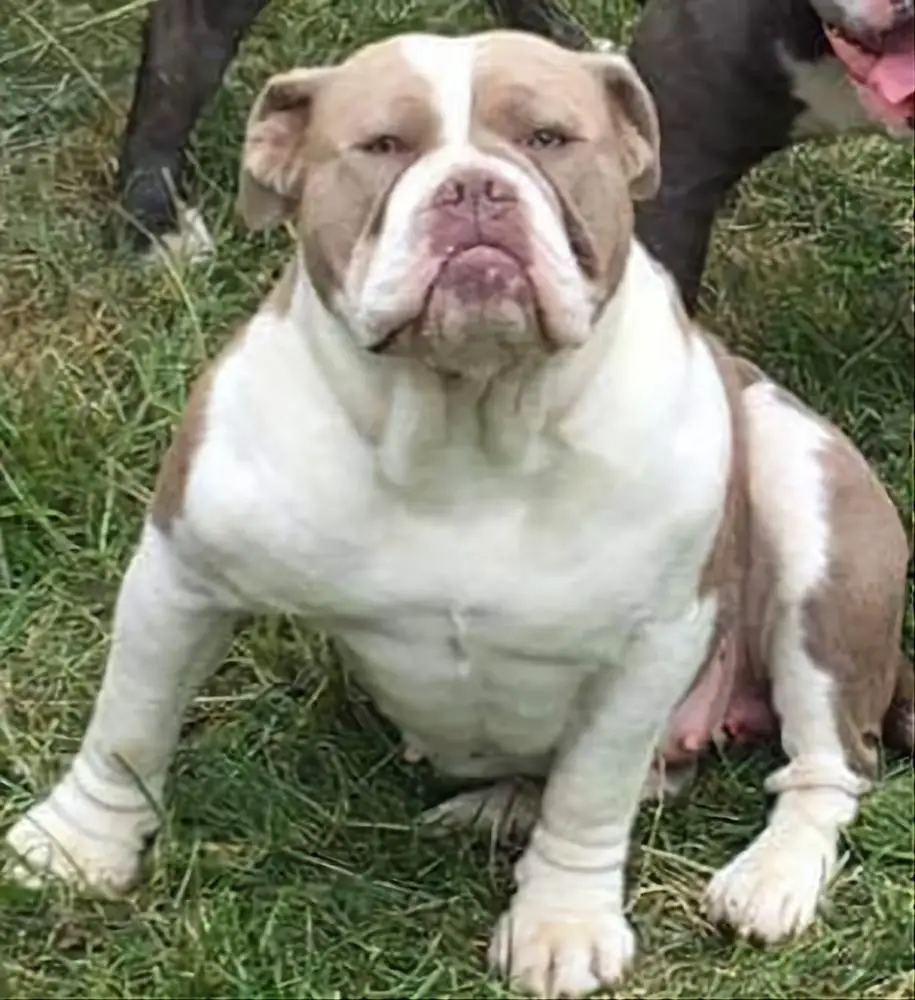 Lilac Bully Love