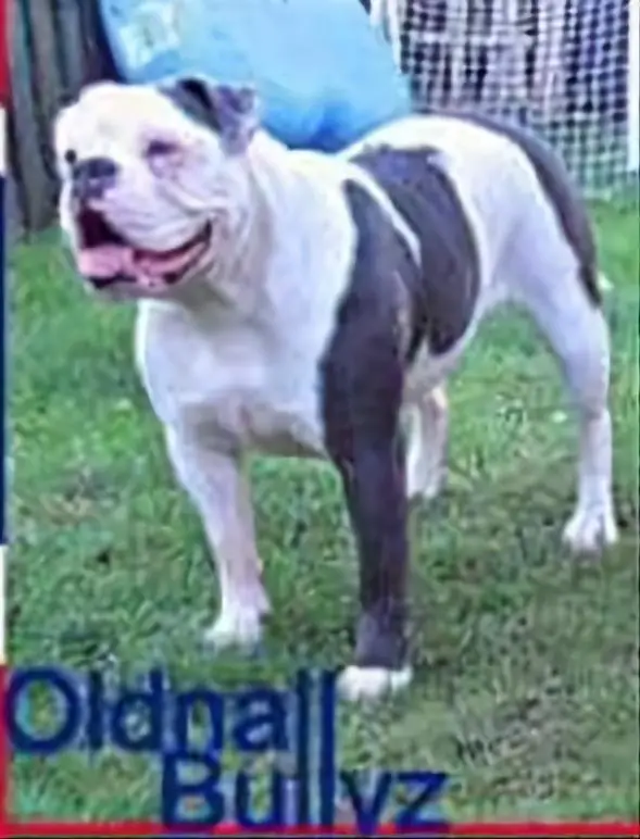 Oldnall Bullyz Roxy