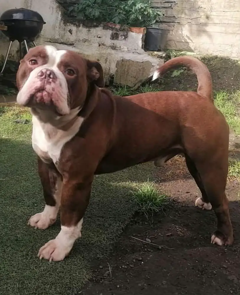 H.U.D Bullyz Alvin
