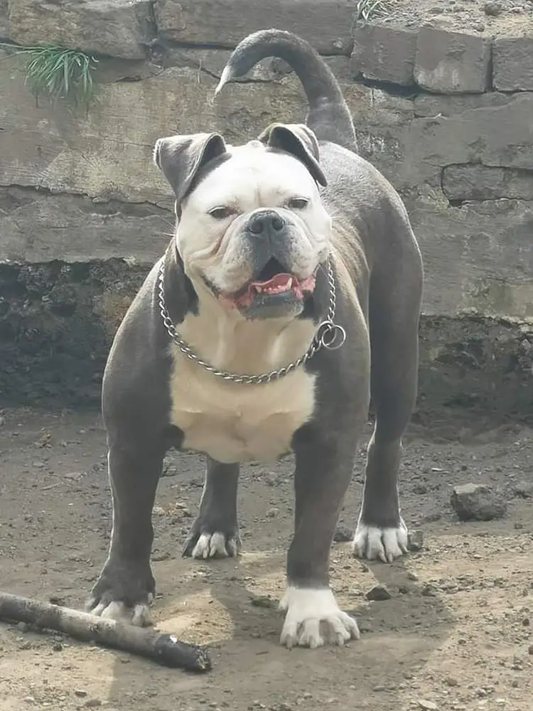 R & J Bullyz Bella @ H.U.D Bullyz