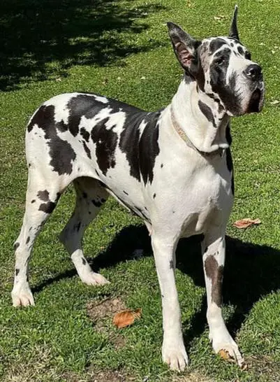 Luizador Diva Tiana