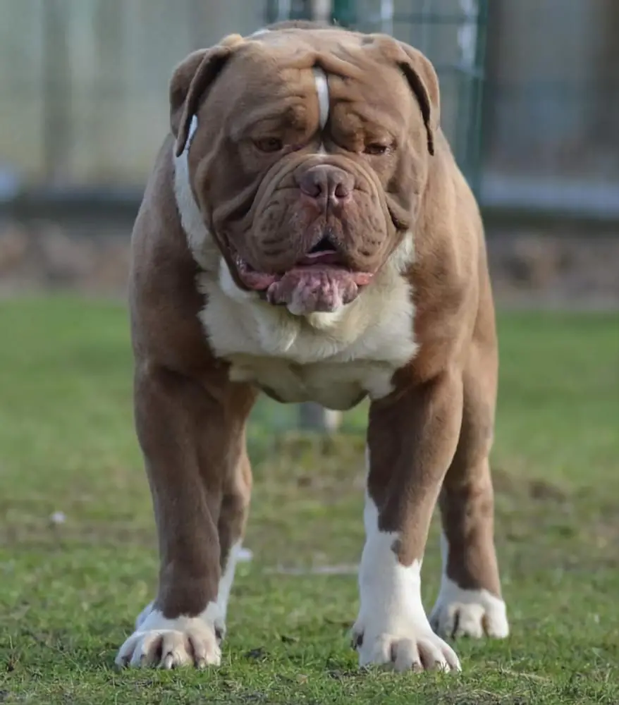 Marhoja Bulldogs' Maximus
